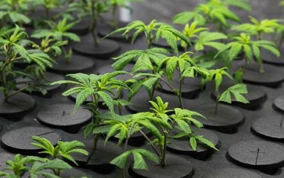 Cannabis Propagation Tips That Actually Work