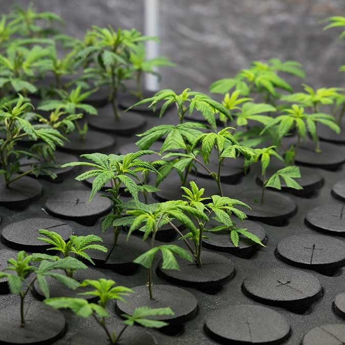 Cannabis propagation cubes for healthy root development in early-stage cannabis growing