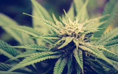 How Coco Pith Affects THC and CBD in Cannabis?