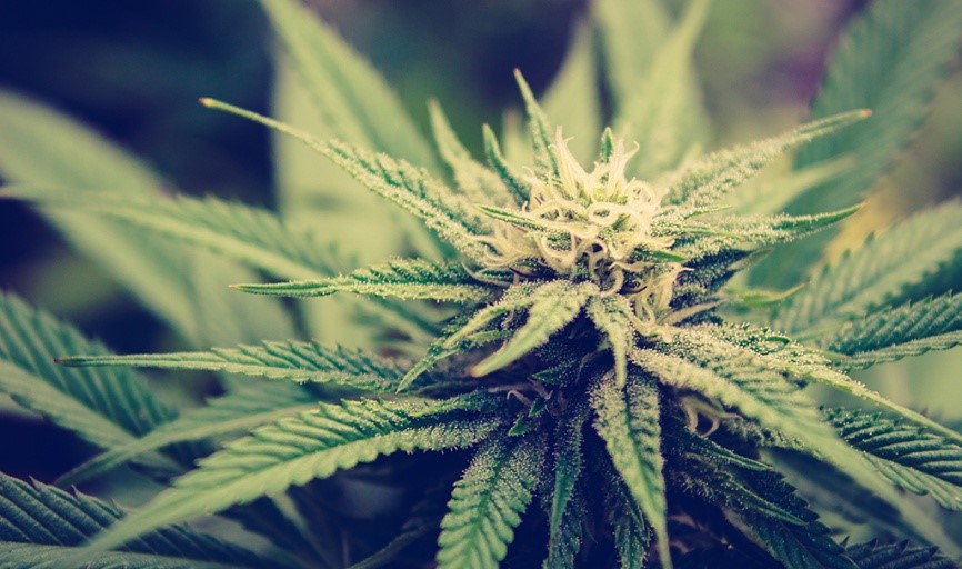 Comparison of CBD hemp and THC cannabis plants grown in coco pith grow medium for maximum cannabinoid potency